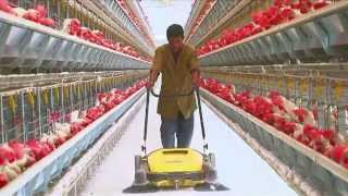 Poultry Farming  Open House Battery Cage System  Egg Production in India [upl. by Grimona]