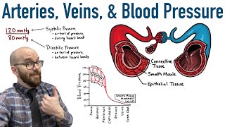 Arteries Veins and Blood Pressure [upl. by Burger]