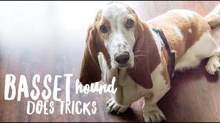 Basset Hound doing Tricks [upl. by Plossl]