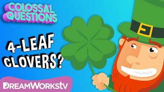 Are 4Leaf Clovers “Lucky”  COLOSSAL QUESTIONS [upl. by Eannej481]