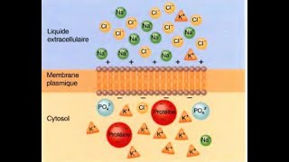 Chapitre 4 Physiologie de la membrane plasmique [upl. by Idonah789]