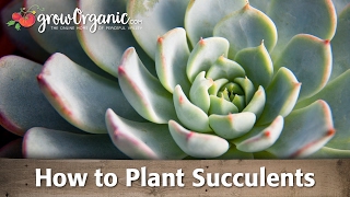 How to Plant Succulents [upl. by Berny]