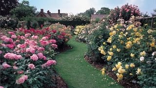 ¿Cómo cultivar rosales en tu jardín [upl. by Aklim193]