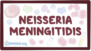 Neisseria meningitidis  an Osmosis Preview [upl. by Eyahsal]