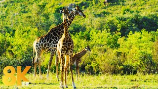 8K Animals Wildlife  Gondwana Game Reserve Africa  Scenic Film about Incredible Wild Nature [upl. by Jecoa131]