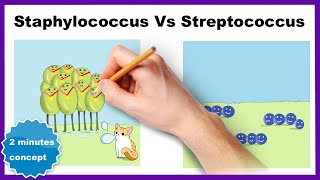 Staphylococcus vs Streptococcus How to differentiate [upl. by Sanez]