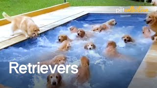 The Ultimate Funniest amp Cutest Golden Retriever Compilation 2021 [upl. by Sualokin]