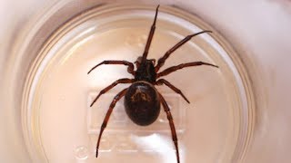 False widow spiders what you need to know [upl. by Rysler403]