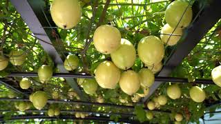 Picking Yellow Passion Fruit [upl. by Ia]