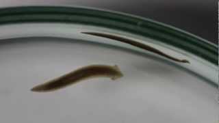 Planarya ve Beslenmesi  Planaria and Feeding [upl. by Ollecram]