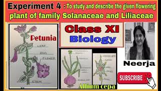 Study flowering plant of families Solanaceae amp LiliaceaeExperiment 4class11biology1st term [upl. by Hort]