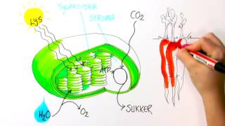 Fotosyntese [upl. by Gnaoh]