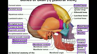 Anatomy  The Human Skull [upl. by Ellehsat]