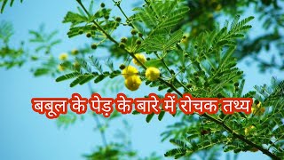 बबूल के पेड़ के बारे में रोचक तथ्य  Interesting Facts About Babool Tree in Hindi [upl. by Mckenna]