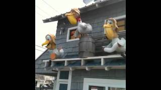 The Pelicans at Duffers Mini Golf In Wildwood NJ [upl. by Ainocal]