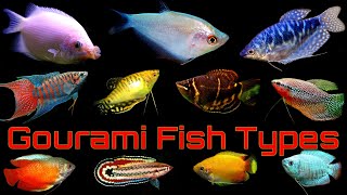 Top 14 Popular Gourami Fish Types [upl. by Atikam]