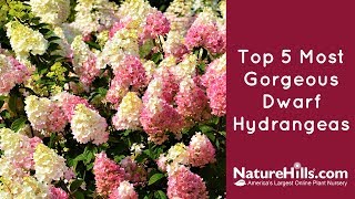 Top 5 Most Gorgeous Dwarf Hydrangeas  NatureHills com [upl. by Asserac]