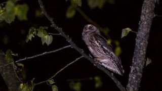 Eurasian Scops Owl Calling [upl. by Notna]