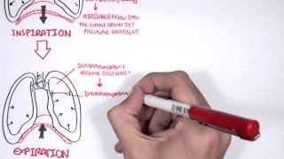 Mechanism of Breathing [upl. by Goebel]