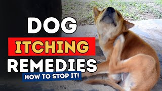 Top 3 Remedies To Stop Dog Itching Fast [upl. by Huston307]