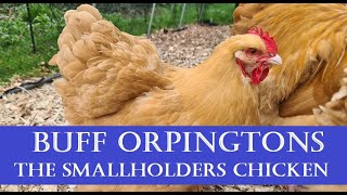 Buff Orpingtons The Perfect SmallholdersHomesteaders SelfSufficient Chicken [upl. by Dibbell201]