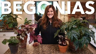 Indoor Begonia Care Guide 🌿 Garden Answer [upl. by Deonne354]