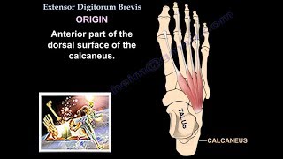 Extensor Digitorum Brevis  Everything You Need To Know  Dr Nabil Ebraheim [upl. by Hughie252]