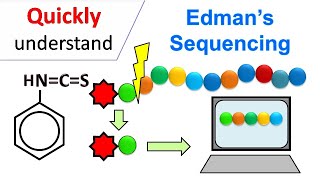 Edman degradation  Edman Sequencing [upl. by Courtney887]