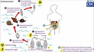 Schistosoma spp life cycle [upl. by Anastase]