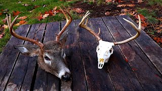 DIY European Mount for Deer WHITE Skull [upl. by Aisats380]