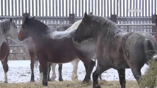 North American Horse Meat  Cruel Production and Endless Suffering [upl. by Eedna]