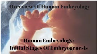 TimeLapse  Embryo development ENG first 100 hours [upl. by Fuller]