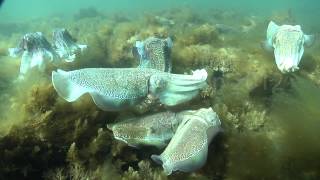 Giant Australian Cuttlefish Sepia apama Mating Behaviors [upl. by Schaffer]