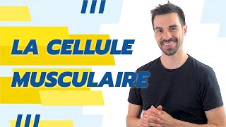 COURS DE TERMINALE SPÉCIALITÉ SVT CHAP16 LA CELLULE MUSCULAIRE UNE STRUCTURE SPÉCIALISÉE [upl. by Manoop]