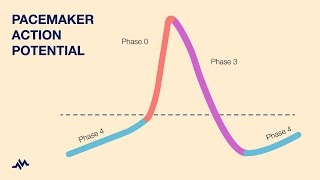 Pacemaker Action Potential [upl. by Jackie]