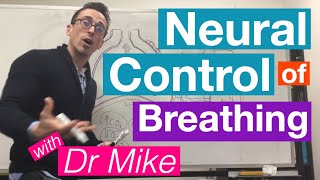 Neural Control of Breathing  Respiratory System [upl. by Yelssew]