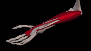 Arm Muscles 31 Palmaris Longus [upl. by Macnair]