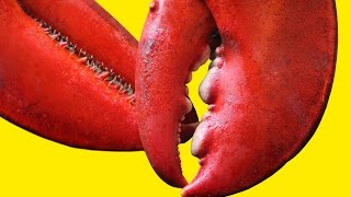 5 Weird Lobster Facts  What the Stuff [upl. by Masao]