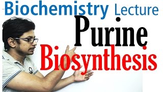 Purine biosynthesis [upl. by Euhc]