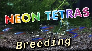 How to Breed Neon Tetras Complete Detailed Process [upl. by Ash201]