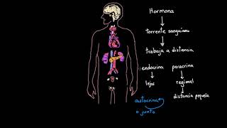 Introducción al sistema endocrino  Khan Academy en Español [upl. by Attah]