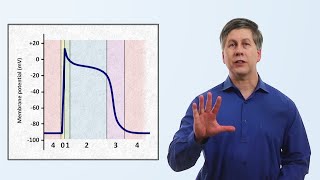 The Cardiac Action Potential [upl. by Remas]