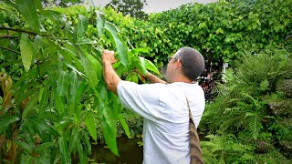 Pruning Mango Trees 101 w Dr Richard Campbell [upl. by Mechelle]