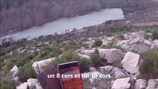 cerfs bassurels 2018 chasse dans les Cévennes [upl. by Nimoynib90]