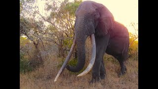 Last of the Big Tuskers  elephant trailer [upl. by Turnheim435]