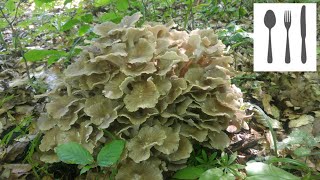 Żagiew wielogłowa Polyporus umbellatus Sowina [upl. by Krebs]