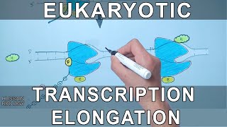 Transcription Elongation in Eukaryotes [upl. by Coopersmith]