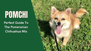 Pomchi  A Perfect Guide To The Pomeranian Chihuahua Mix [upl. by Elrebmik645]