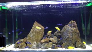 Week 3 Pseudotrophis demasoni and Labidochromis caeruleus Yellow Labs [upl. by Domingo]