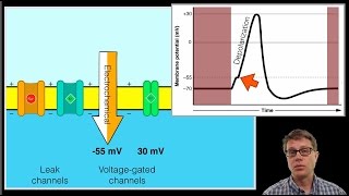 The Action Potential [upl. by May]